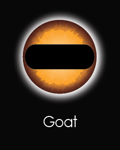Featured image for “Goat”